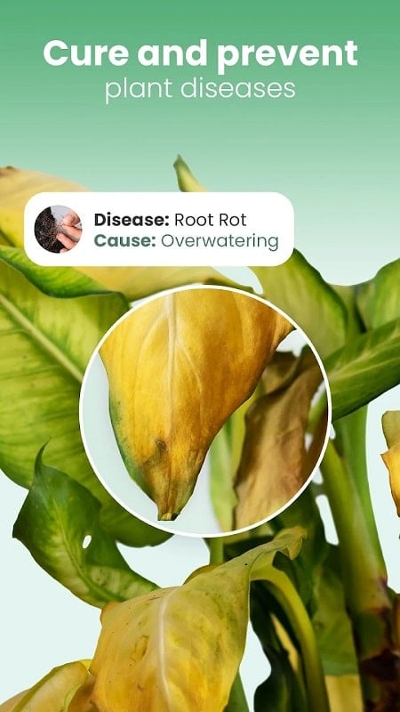 Blossom mod apk free