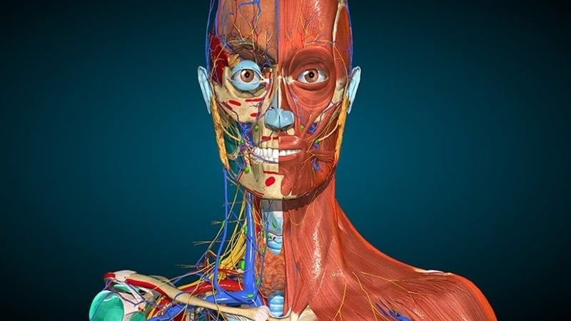 anatomy-learning-1