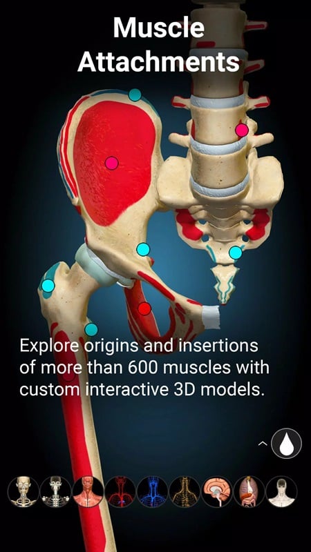 anatomy-learning-mod-apk-4 Khám phá nguồn gốc và vị trí của các hơn 600 cơ thông qua các mô hình 3D trong Anatomy Learning MOD APK