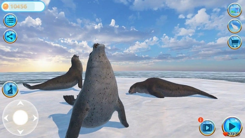 seal-island-1