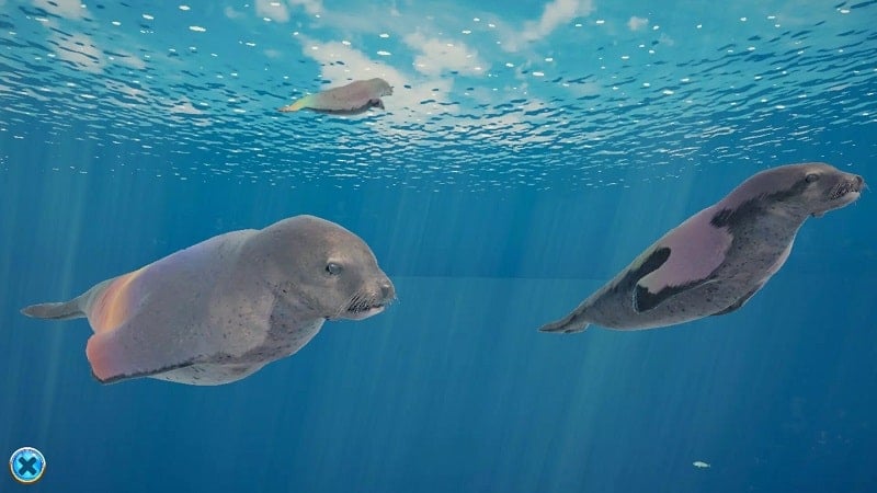seal-island-free Seal Island free