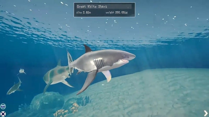 shark-ocean-1